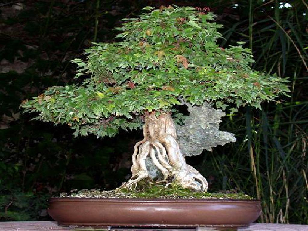 149 BONZAI A MAULEVRIER 2016_000034.jpg